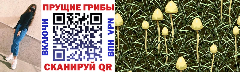 купить   Северо-Курильск  Псилоцибиновые грибы Magic Shrooms 